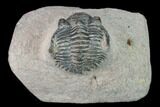 Bargain, Metacanthina Trilobite - Lghaft, Morocco #133977-1